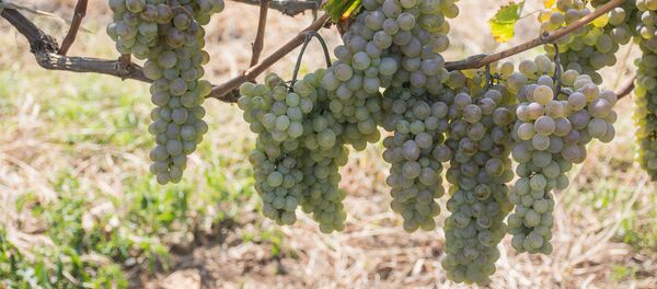  Сбор урожая винограда - Ртвели 2018 - Sputnik Грузия