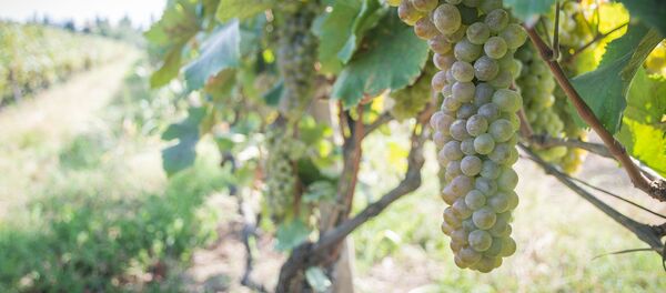  Сбор урожая винограда - Ртвели 2018 - Sputnik Грузия