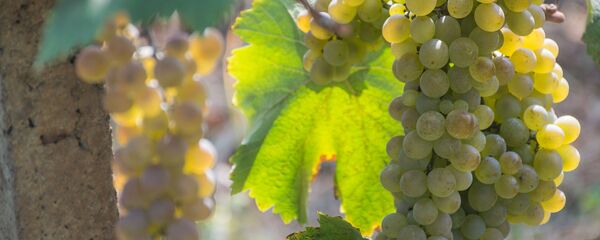 ყურძენი. ვაზი ყურძენი. ვაზი - Sputnik საქართველო