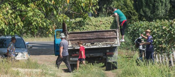 რთველი რთველი - Sputnik საქართველო