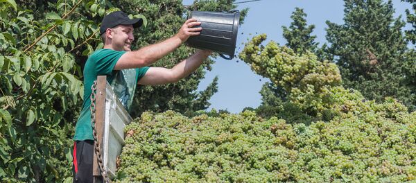 რთველი რთველი - Sputnik საქართველო