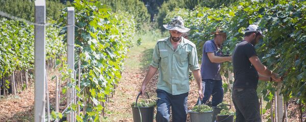 რთველი 2018 რთველი 2018 - Sputnik საქართველო