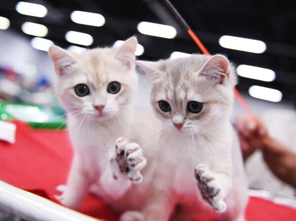 На выставке были котята британцы - это одна из самых умных пород кошек - Sputnik Грузия