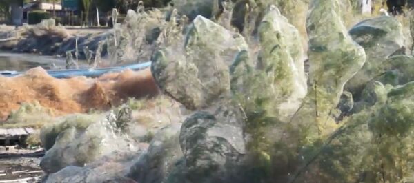 Часть побережья в Греции оказалась в паутине - Sputnik Грузия