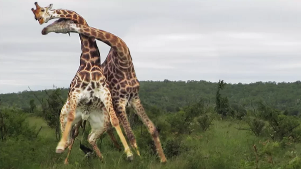 Вы когда-нибудь видели, как дерутся жирафы? Это выглядит очень смешно – видео - Sputnik Грузия