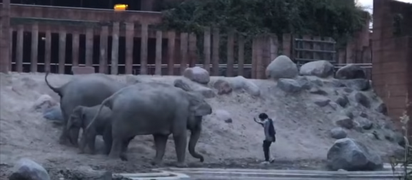 Мужчина прыгнул в вольер к слонам в зоопарке и чудом вышел от них живым – видео - Sputnik Грузия