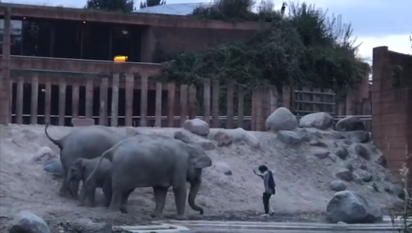Мужчина прыгнул в вольер к слонам в зоопарке и чудом вышел от них живым – видео - Sputnik Грузия