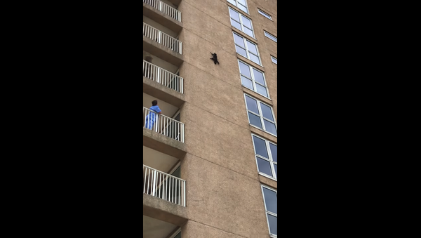 Енот-каскадер вскарабкался по стене на девятый этаж и спрыгнул оттуда – видео - Sputnik Грузия
