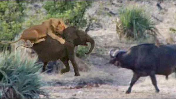 Буйволы отбили слоненка у львов – видео его спасения - Sputnik Грузия