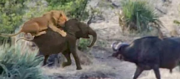 Буйволы отбили слоненка у львов – видео его спасения - Sputnik Грузия