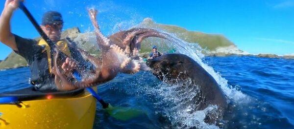 Выдра ударила мужчину осьминогом и уплыла как ни в чем не бывало – видео - Sputnik Грузия