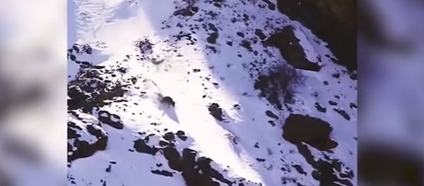 Снежный леопард убил барана во время падения со стометровой высоты – видео - Sputnik Грузия