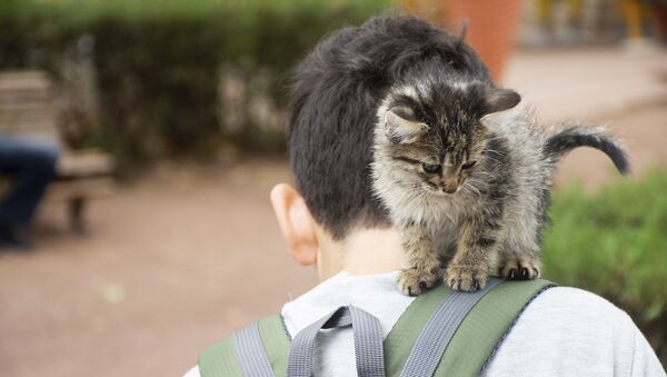 Котенок на плече мальчика  - Sputnik Грузия