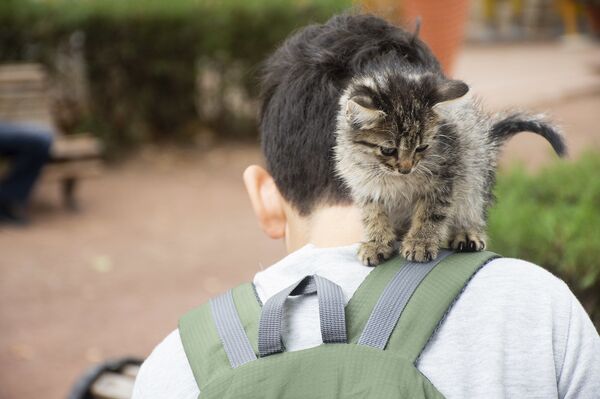 Бешенству нет! В Тбилиси бесплатно привили кошек и собак  - Sputnik Грузия