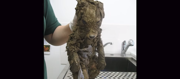 Рабочие подумали, что нашли грязного щенка, но их ждал сюрприз – видео - Sputnik Грузия