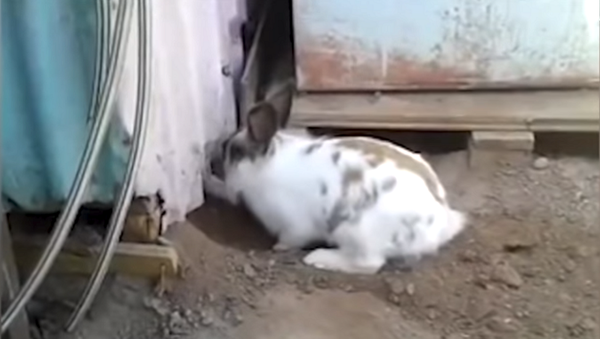 Достойно уважения: кролик спас попавшего в ловушку котенка – видео - Sputnik Грузия