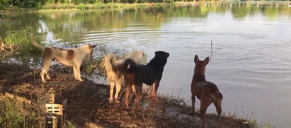 Хозяин решил разыграть своих четвероногих друзей, и у него получилось – видео - Sputnik Грузия