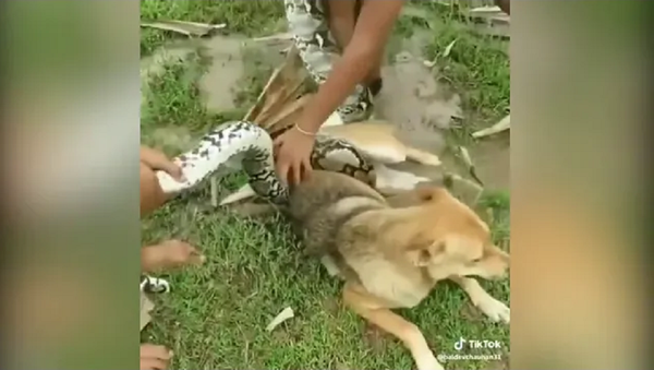 Маленькие дети отбили собаку у огромного питона – видео - Sputnik Грузия