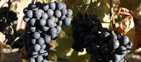 Гроздья винограда  - Sputnik Грузия