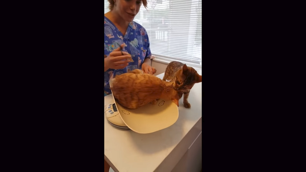 Я не дам его кастрировать: кошка спасает приятеля от ветеринара – бесподобное видео - Sputnik Грузия