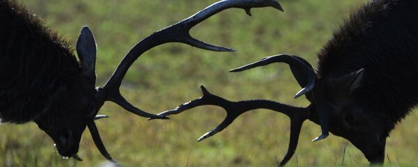 ზოოპარკი ზოოპარკი - Sputnik საქართველო