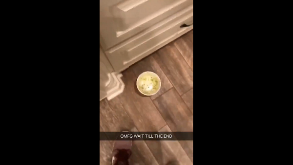 Мужчина показал на видео неломающуюся тарелку – угадайте, что произошло дальше - Sputnik Грузия