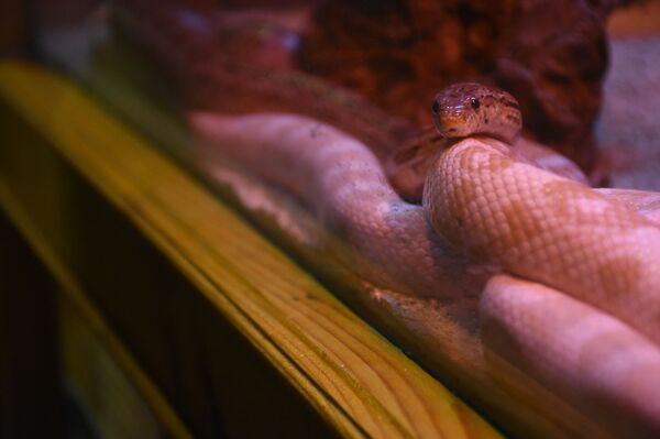 ჟურნალისტი იცვლის პროფესიას: მე ოფიდიოფობი, გველი - მასპინძელი ჟურნალისტი იცვლის პროფესიას: მე ოფიდიოფობი, გველი - მასპინძელი - Sputnik საქართველო