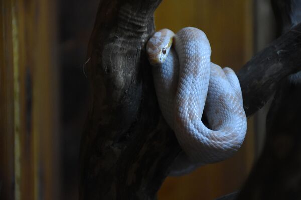 ჟურნალისტი იცვლის პროფესიას: მე ოფიდიოფობი, გველი - მასპინძელი ჟურნალისტი იცვლის პროფესიას: მე ოფიდიოფობი, გველი - მასპინძელი - Sputnik საქართველო