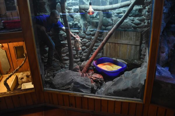 ჟურნალისტი იცვლის პროფესიას: მე ოფიდიოფობი, გველი - მასპინძელი ჟურნალისტი იცვლის პროფესიას: მე ოფიდიოფობი, გველი - მასპინძელი - Sputnik საქართველო