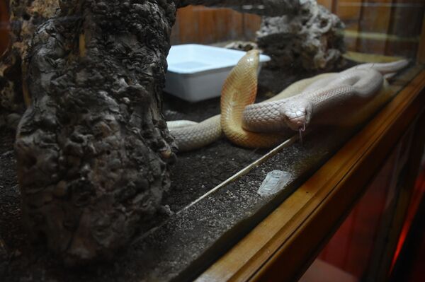 ჟურნალისტი იცვლის პროფესიას: მე ოფიდიოფობი, გველი - მასპინძელი ჟურნალისტი იცვლის პროფესიას: მე ოფიდიოფობი, გველი - მასპინძელი - Sputnik საქართველო