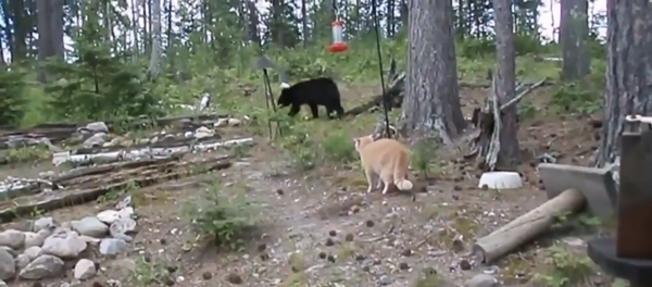 Мыши – для слабаков: домашний кот из России охотится на медведя – видео - Sputnik Грузия