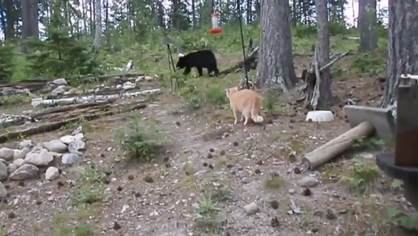 Мыши – для слабаков: домашний кот из России охотится на медведя – видео - Sputnik Грузия