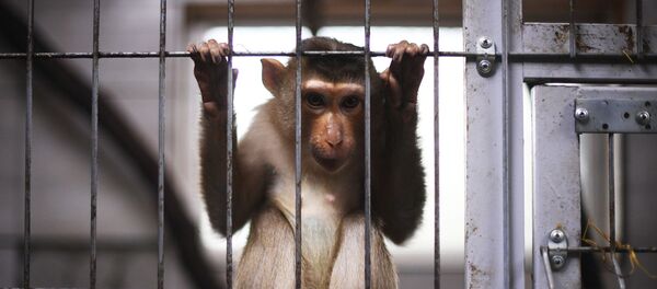 Центр передержки диких животных Центр передержки диких животных - Sputnik Грузия