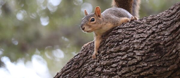Белка в лесу - Sputnik Грузия