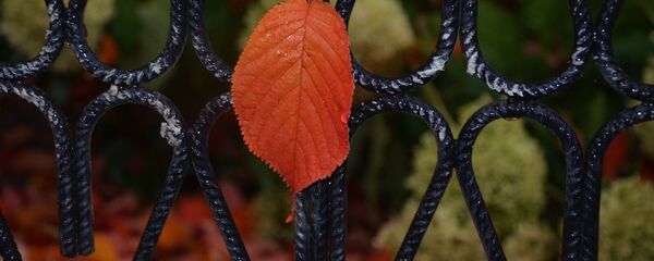 შემოდგომის ფოთოლი ნაწვიმარ ჭიშკარზე შემოდგომის ფოთოლი ნაწვიმარ ჭიშკარზე - Sputnik საქართველო