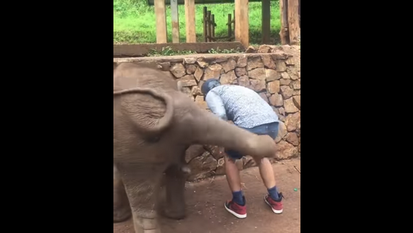 Слоненок пнул туриста, делавшего с ним селфи – видео - Sputnik Грузия