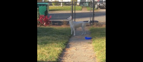 Слепой и глухой пес чувствует, когда приходит его хозяин – трогательное видео - Sputnik Грузия