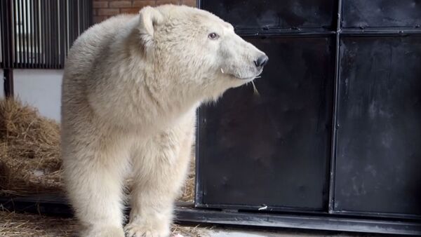 Как спасали белого медведя - Sputnik Грузия