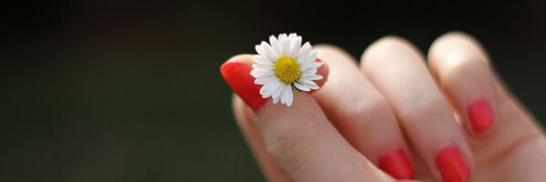 გვირილა ქალის ხელში - Sputnik საქართველო