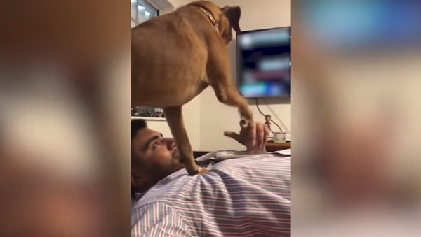 Ревнивая собака хочет внимания и выбивает телефон из рук хозяина – видео - Sputnik Грузия