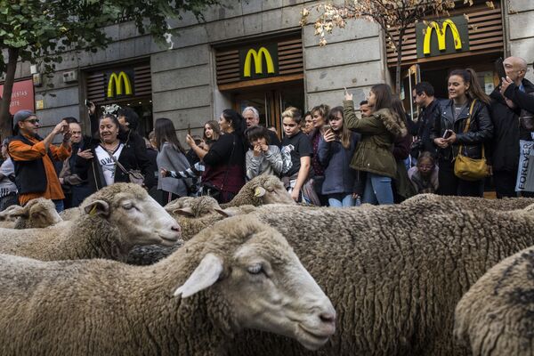 Более 1500 овец и коз в сопровождении всадников и пастушьих собак проследовали по всем центральным улицам столицы Испании - Sputnik Грузия