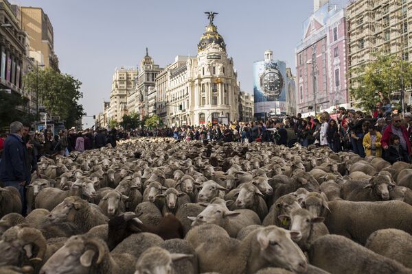 Улицы испанской столицы наполнило бесконечное овечье блеянье - Sputnik Грузия