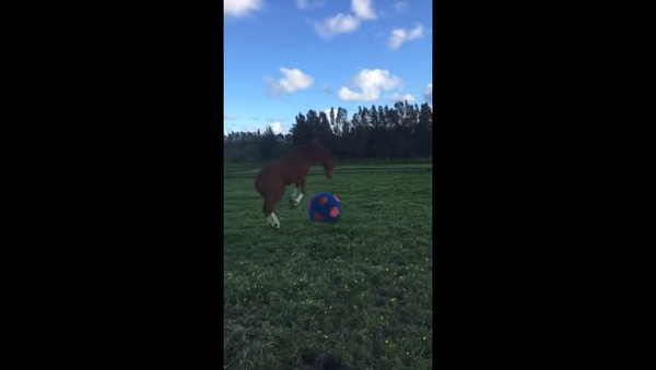 Лошадь получила в подарок большой плюшевый мяч, и она счастлива – видео - Sputnik Грузия