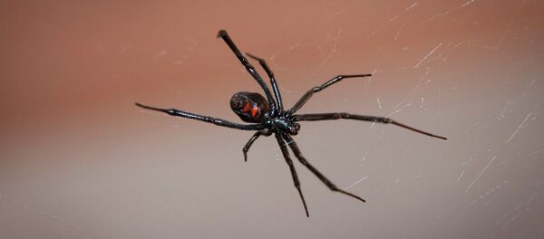 Черная вдова - Sputnik Грузия