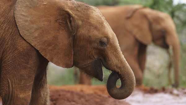 Африканские слоны, архивное фото - Sputnik Грузия