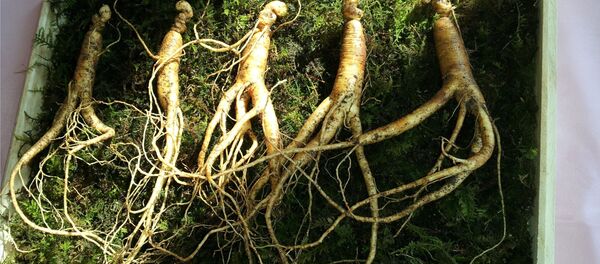 ჟენშენი - Sputnik საქართველო