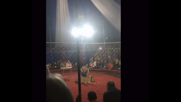 Львица набросилась на трехлетнюю девочку во время выступления в цирке – видео - Sputnik Грузия