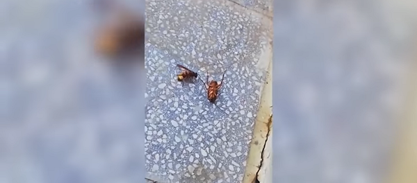 Очевидец снял на видео схватку шершня и таракана с неожиданным финалом - Sputnik Грузия