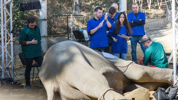 Операции в Тбилисском зоопарке - 23-летнему слону по имени Гранд  - Sputnik Грузия