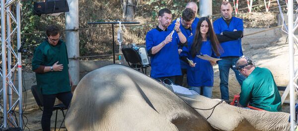 სპილო გრანდის ოპერაცია თბილისის ზოოპარკში - Sputnik საქართველო